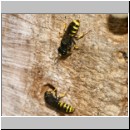 Ectemnius cavifrons oder ruficornis - Grabwespe serie12 06 Paerchen.jpg